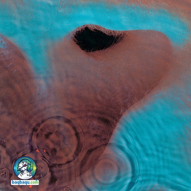 آلبوم Meddle از Pink Floyd